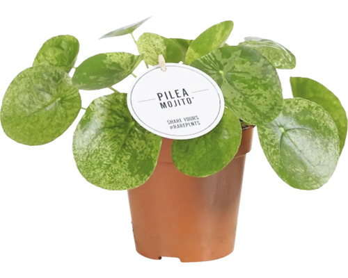 Kanonierblume FloraSelf Pilea peperomioides 'Mojito' H ca. 25 cm Ø 12 cm Topf Pilea Mojito Zimmerpflanze im Topf