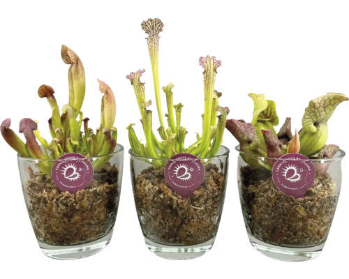 Schlauchpflanze Mix im Glas Fleischfressende Pflanze FloraSelf Sarracenia Ø 13 cm Topf zufällige Sortenauswahl