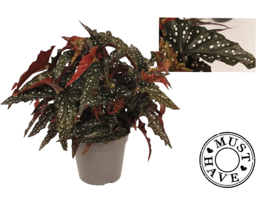 Begonie im Topf mit gepunkteten Blättern