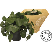 Zimmerpflanze Pilea im Topf mit Papierverpackung