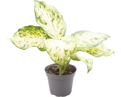 Dieffenbachie Mix FloraSelf Dieffenbachia H ca. 12 cm Ø 6 cm Topf zufällige Sortenauswahl