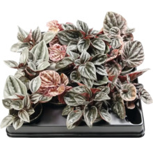 Peperomia-Pflanzen in einem Tablett