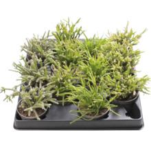 Rhipsalis Kakteen in einer Anzuchtplatte
