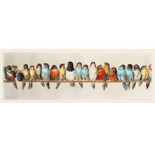 Illustration von vielen bunten Vögeln auf einer Stange