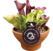 Schlauchpflanze Mix Fleischfressende Pflanze FloraSelf Sarracenia Ø 16 cm Schale Terra zufällige Sortenauswahl