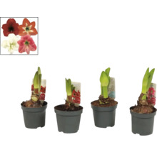 Vier Amaryllis Pflanzen in Töpfen mit Blütenbildern als Referenz