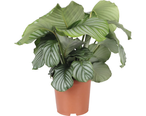 Calathea Zimmerpflanze im Topf