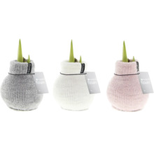 Drei Amaryllis Pflanzen in Strickvasen