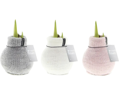 Drei Amaryllis Pflanzen in Strickvasen