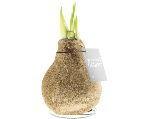 No Water Flowers Amaryllis auf einem Metallständer mit einem Schild.