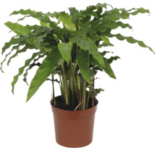 Korbmarante 'Blue Grass' FloraSelf Calathea rufibarba 'Blue Grass' H 34-45 cm Ø 12 cm Topf