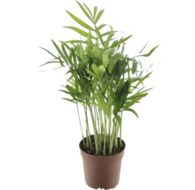 Bergpalme FloraSelf Chamaedorea H 20-30 cm Ø 7 cm Topf