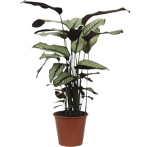 Korbmarante FloraSelf Calathea ornata 'Whitestar' H 45-55 cm Ø 14 cm Topf