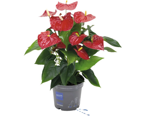 Anthurie Pflanze mit roten Blüten im Topf
