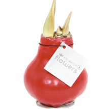 Amaryllis Blumenzwiebel in rotem Wachsmantel mit No Water Flowers Logo