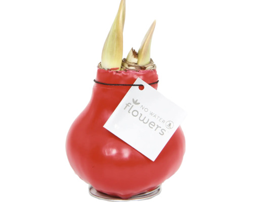 Amaryllis Blumenzwiebel in rotem Wachsmantel mit No Water Flowers Logo