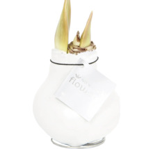 Amaryllis Blumenzwiebel in Keramiktopf mit Metallsockel