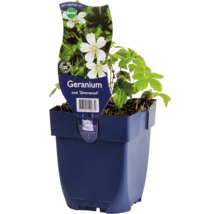 Geranium Silverwood im Topf