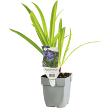 Afrikanische Schmucklilie Agapanthus im Topf
