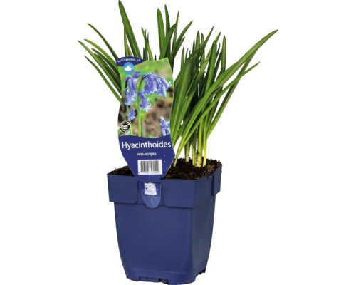 Englisches Hasenglöckchen FloraSelf Hyacinthoides non-scripta (Syn. Scilla nutans) Co 0,5 L Hyacinthoides non-scripta im Topf