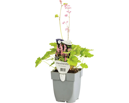 Schaumblüte FloraSelf Heucherella tiarelloides 'Pink Revolution' Co 0,5 L, laubschön Heucherella Pflanze im Topf