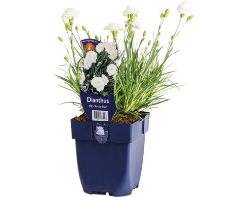 Nelke, Gartennelke FloraSelf Dianthus 'Artic Star' Co 0,5 L gefüllte, weiße Blüten Dianthus Arctic Star im Topf