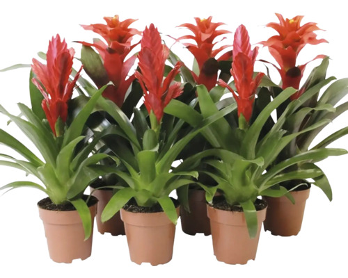 Mehrere Bromelienpflanzen in Töpfen mit roten Blütenständen