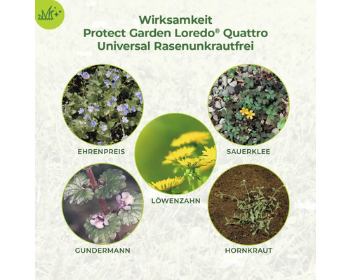 Protect Garden Laredo Quattro Universal Rasenunkraut Spray Wirksamkeit gegen Ehrenpreis, Sauerklee, Löwenzahn, Gundermann und Hornkraut