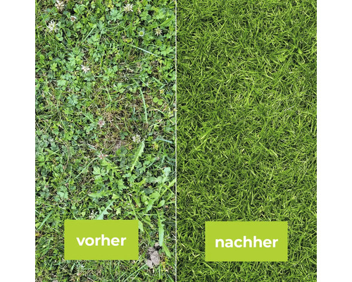 Vorher-nachher-Vergleich eines Rasens mit Unkrautentfernung