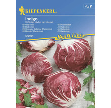 Radicchio Kiepenkerl Gemüsesamen