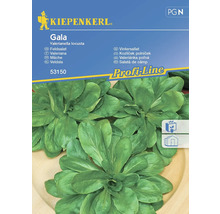 Feldsalat Gala Kiepenkerl Samenfestes Saatgut Salatsamen für ca. 5 lfd Meter