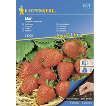 Erdbeere Elan Kiepenkerl Hybrid-Saatgut Erdbeere