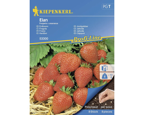 Erdbeere Elan Kiepenkerl Hybrid-Saatgut Erdbeere