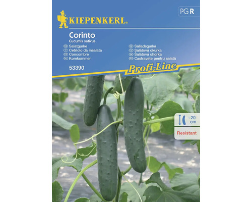 Salatgurke Corinto Kiepenkerl Hybrid-Saatgut Gemüsesamen