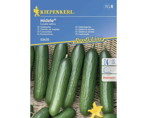 Salatgurke Midele® Kiepenkerl Hybrid-Saatgut Gemüsesamen