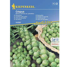Kiepenkerl Crispus Rosenkohl Samenpackung