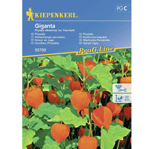 Kiepenkerl Giganta Lampionblume Samenpackung