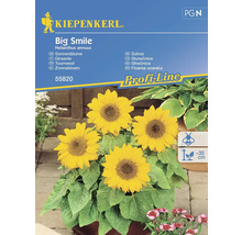 Kiepenkerl Big Smile Sonnenblumen-Samenpackung