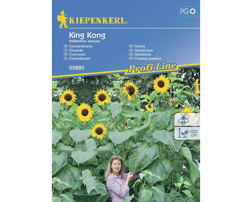 Sonnenblume King Kong Kiepenkerl Samenfestes Saatgut Blumensamen