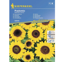 Kiepenkerl Sonnenblumen Samen der Sorte Pradomio