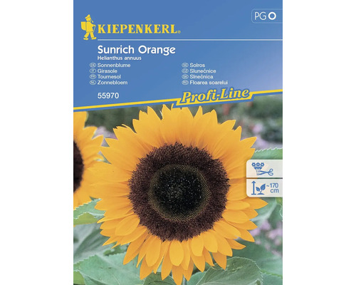 Sonnenblume Sunrich Orange Kiepenkerl Hybrid-Saatgut Blumensamen