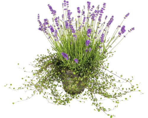 Lavendel mit Mühlenbeckia Ø 16 cm Tontopf 35 Jahre FloraSelf Jubiläums Edition