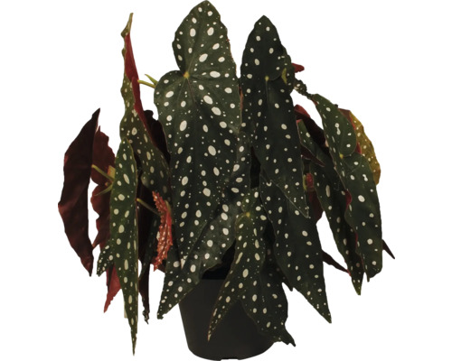 Blattbegonie, Forellenbegonie FloraSelf Begonia maculata H ca. 30 cm Ø 17 cm Topf