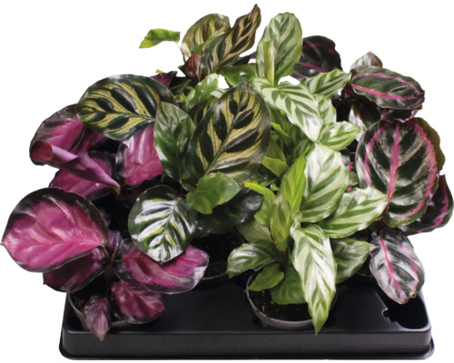 Korbmarante Mix FloraSelf Calathea H ca. 12 cm Ø 6 cm Topf zufällige Sortenauswahl Mehrere Korbmaranten in einem Tablett