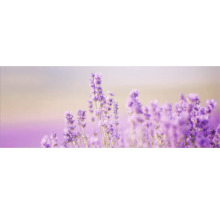 Nahaufnahme von Lavendelblüten im Feld