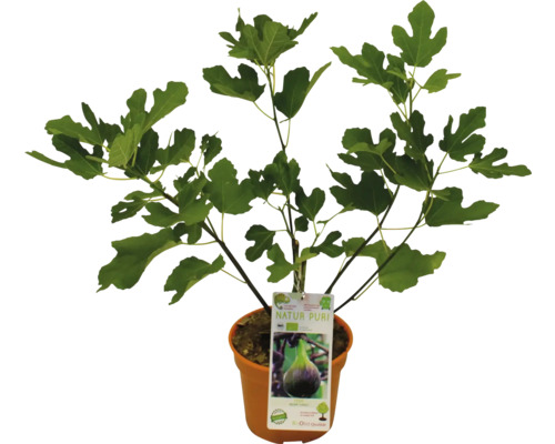 Feigenbaum im Topf mit Etikett