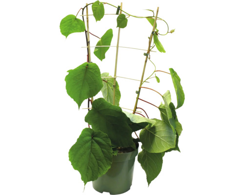 Kiwi-Pflanze im Topf mit Rankhilfe