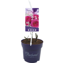Duftrose 'Freifrau Carloline' FloraSelf Rosa 'Freifrau Carloline' H 10-60 cm Co 6 L