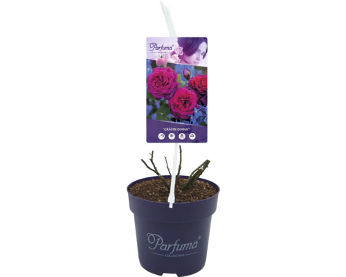 Rose Gräfin Diana im Topf