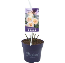 Rose ''Großherzogin Luise'' im Topf